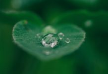 Genesis: Impact their operations has from an environmental point of view is transport and packaging.